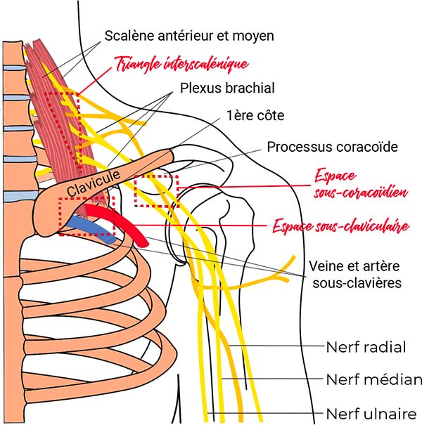 Defilé thoraco-brachial