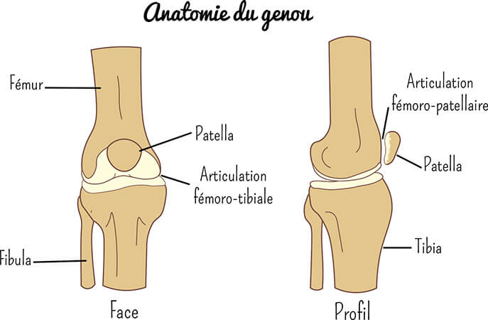 Anatomie du genou - gonarthrose