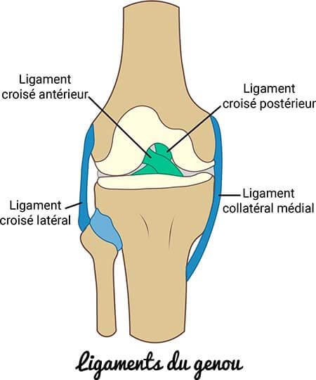 Ligaments genou